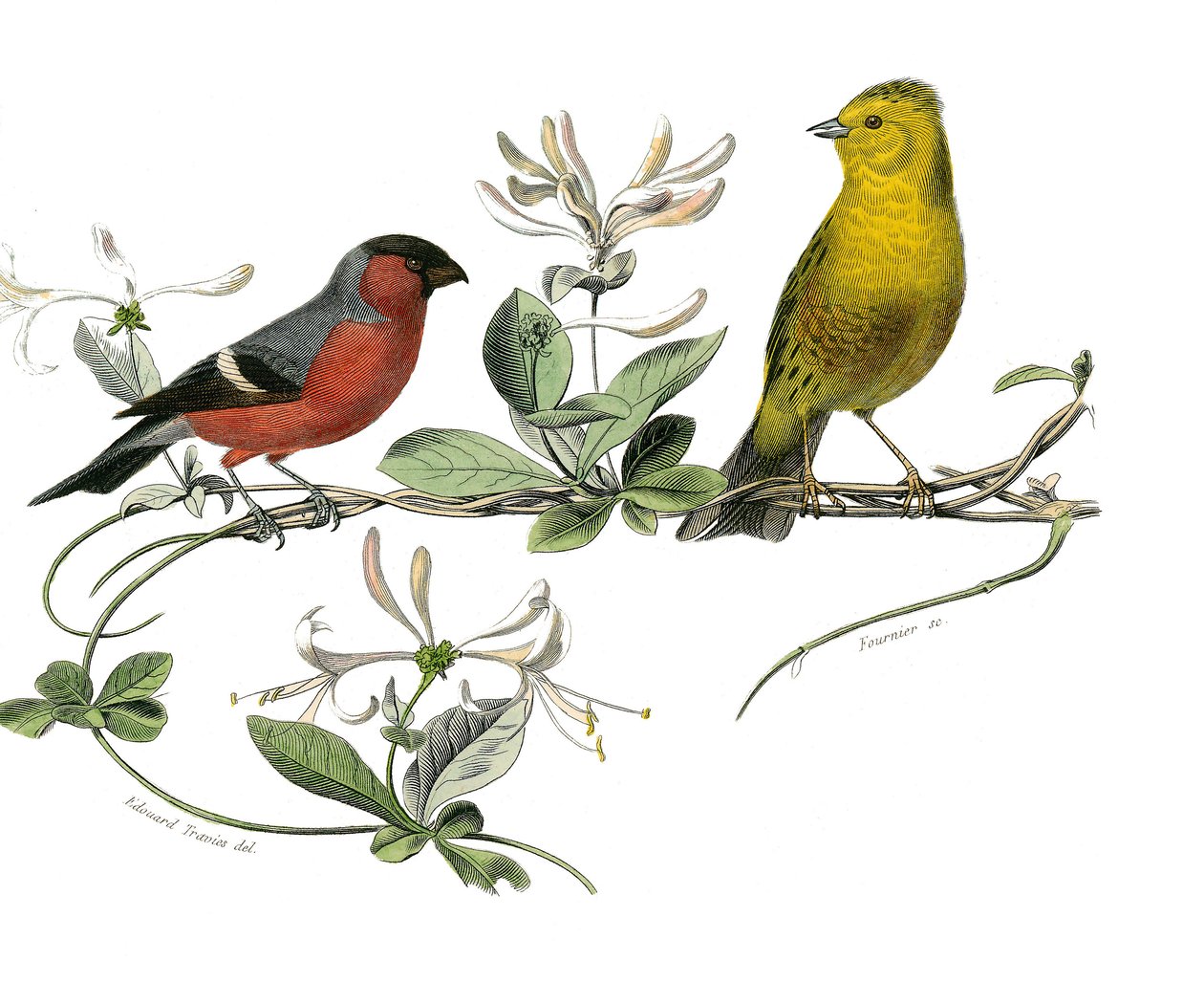 Natural history board: Zoological board representing the bouvreuil and the Sparrow of France. Plate drawn from the nine volumes on birds in “Works complete of Buffon” ”” written by naturalist Georges Louis Leclerc, Count of Buffondani af Edouard Travies