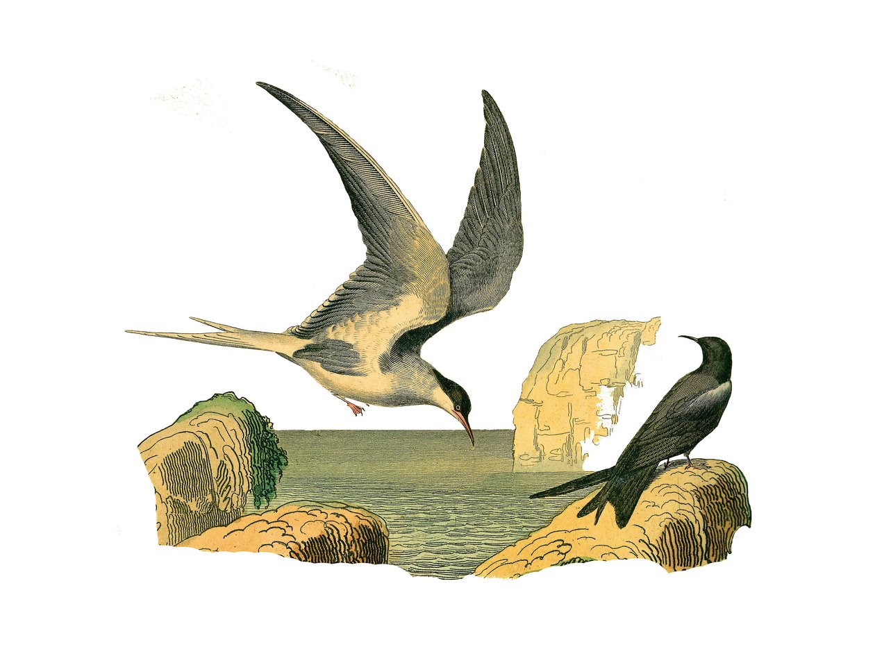 Naturhistorisk tavle: Zoologisk tavle, der repræsenterer longipens (eller høje sejlbåde, højsøfugle). Garinstenen og fugleskræmselen. Tallerken tegnet fra de ni bind om fugle i "" Works complete of Buffon""" skrevet af naturforsker Georges Louis Lec af Edouard Travies