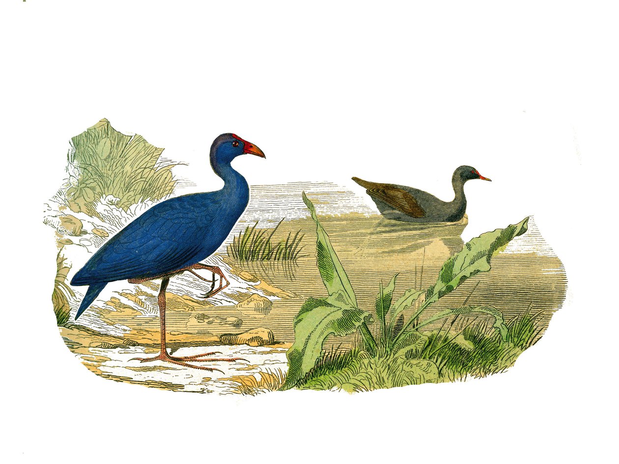 Naturhistorisk tavle: Zoologisk tavle, der repræsenterer den langstrakte skygge (lang og mager næb): sultanhønen (sultanhøne) og vandhønen. Tallerken tegnet fra de ni bind om fugle i "" Works complete of Buffon""" skrevet af naturforsker Georges Lo af Edouard Travies
