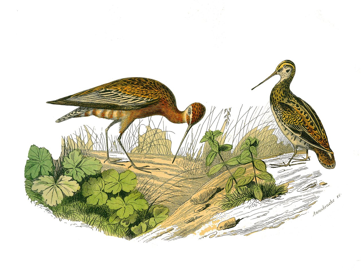Naturhistorisk tavle: Zoologisk tavle, der repræsenterer den langsgående skygge af Edouard Travies
