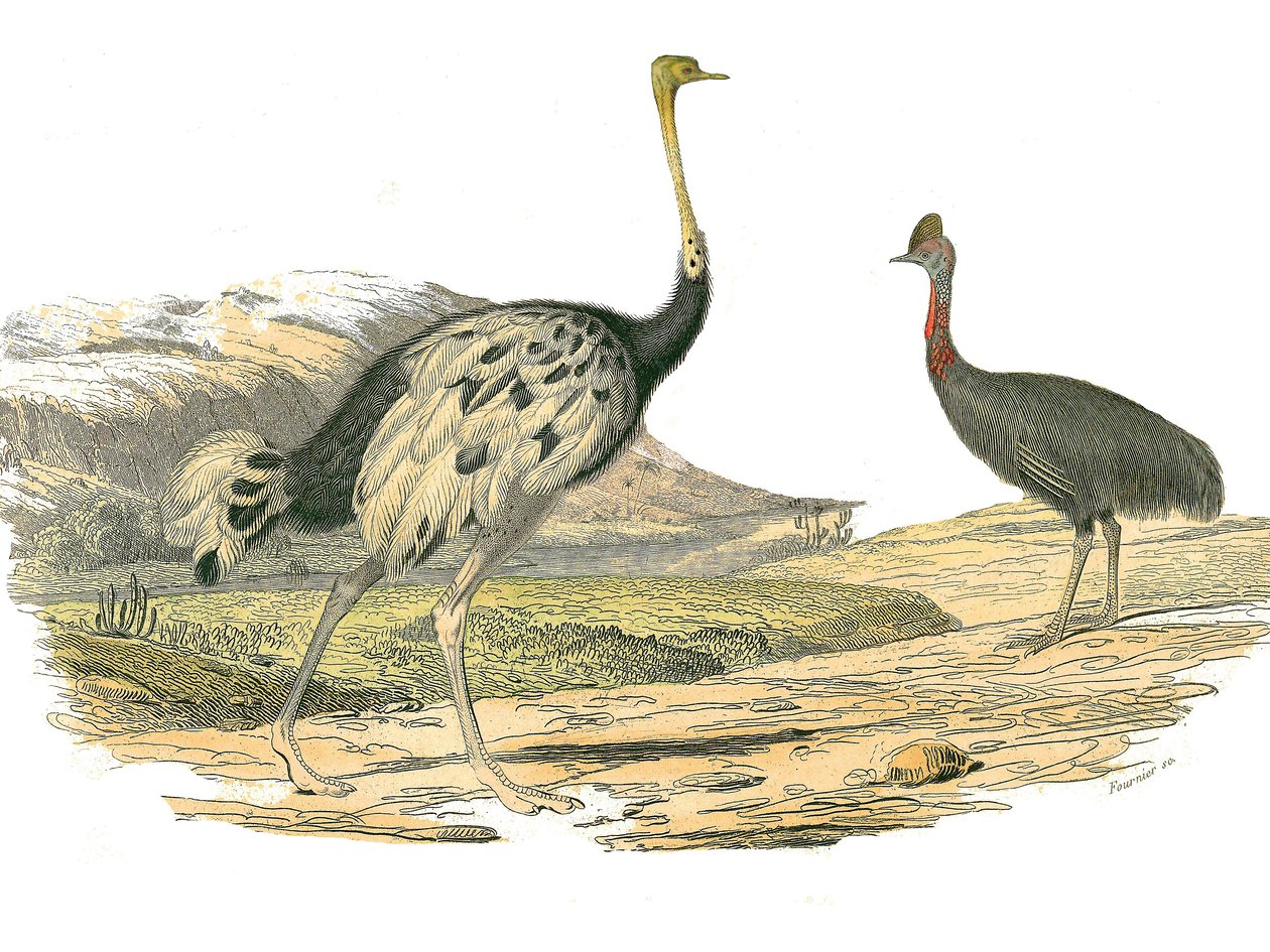 Naturhistorisk bestyrelse: Zoologisk bestyrelse, der repræsenterer vadefuglene: struds og casoar. Plade tegnet fra de ni bind om fugle i "" Works complete of Buffon""" skrevet af naturforsker Georges Louis Leclerc, greve af Buffon (1707-1788) mellem 1749 o af Edouard Travies