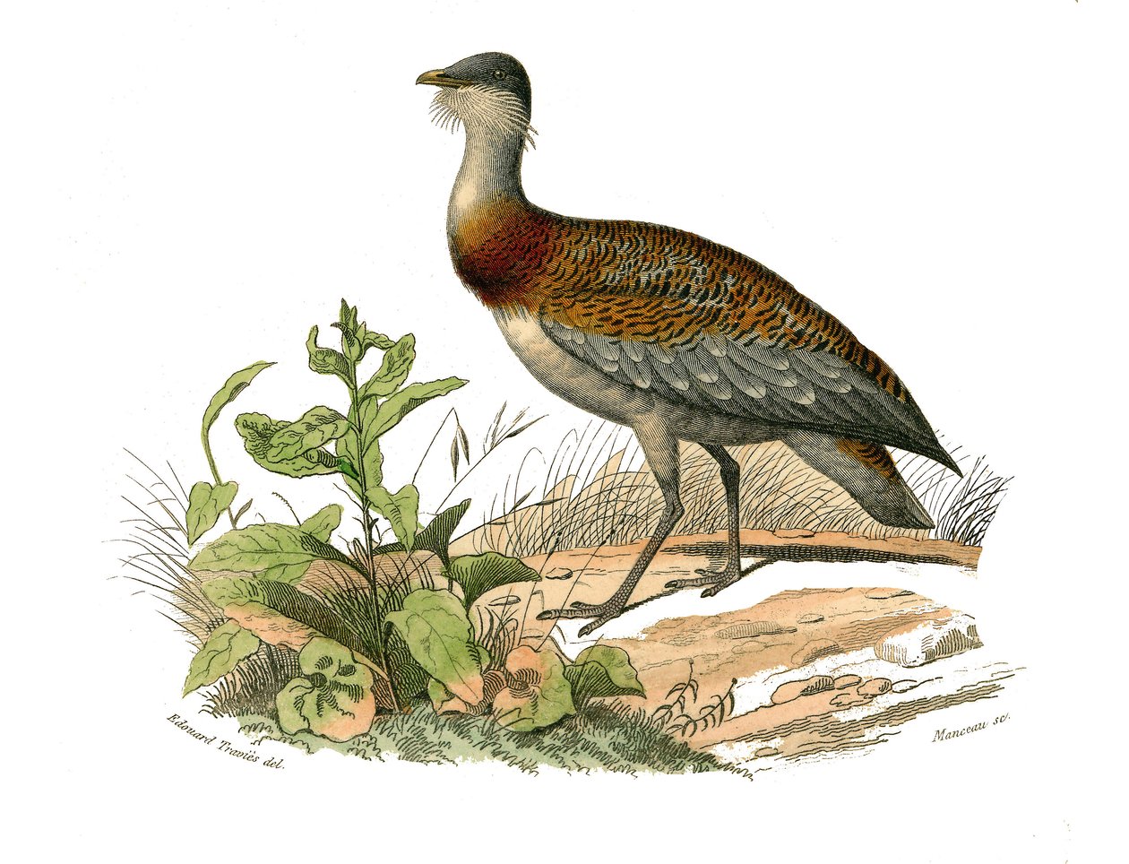 Naturhistorisk bestyrelse: Zoologisk tavle, der repræsenterer vadefuglene: Trappen. Tavle tegnet fra de ni bind om fugle i "" Works complete of Buffon""" skrevet af naturforskeren Georges Louis Leclerc, greve af Buffon (1707-1788) mellem 1749 og 1785. Illu af Edouard Travies