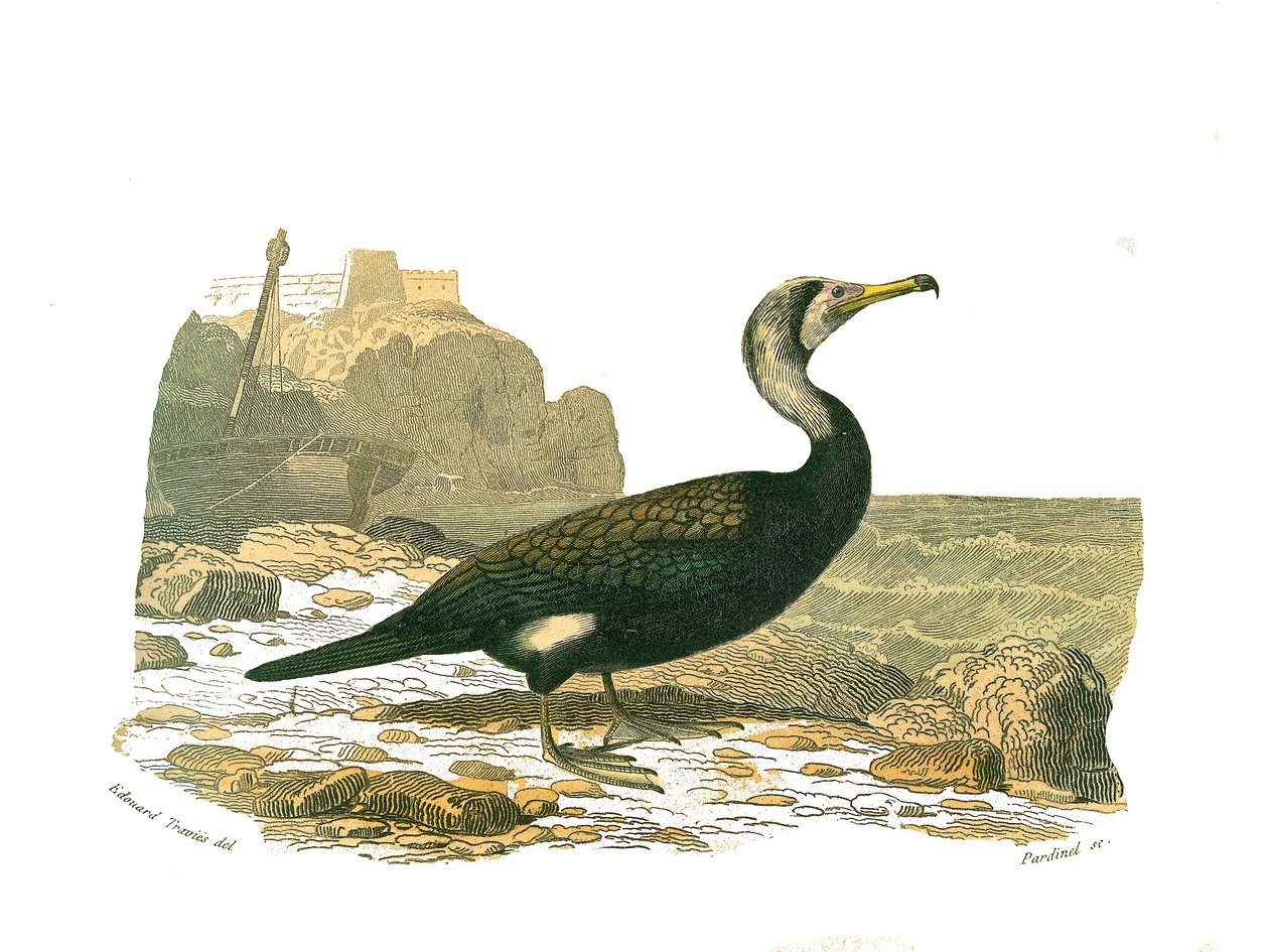 Naturhistorisk bestyrelse: Zoologisk bestyrelse, der repræsenterer totipalmer (fiskeri under vandet). Skarven. Tallerken tegnet fra de ni bind om fugle i "" Works complete of Buffon""" skrevet af naturforskeren Georges Louis Leclerc, greve af Buffon (1707- af Edouard Travies