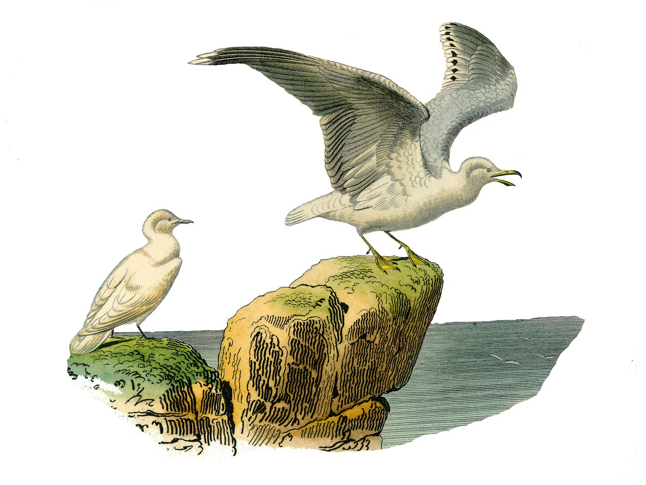 Naturhistorisk bestyrelse: Zoologisk bestyrelse, der repræsenterer totipalmer (fiskeri under vandet). Den hvide måge og goeland har en grå pels. Tallerken tegnet fra de ni bind om fugle i "" Works complete of Buffon""" skrevet af naturforsker Georges Louis af Edouard Travies