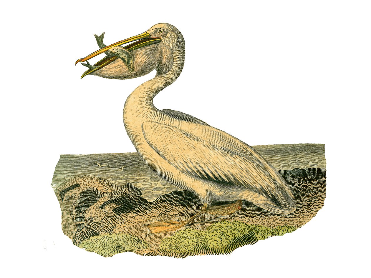 Naturhistorisk bestyrelse: Zoologisk bestyrelse, der repræsenterer totipalmer (fiskeri under vandet). Den hvide pelikan. Tavle tegnet fra de ni bind om fugle i "" Works complete of Buffon""" skrevet af naturforsker Georges Louis Leclerc, greve af Buffon (1 af Edouard Travies
