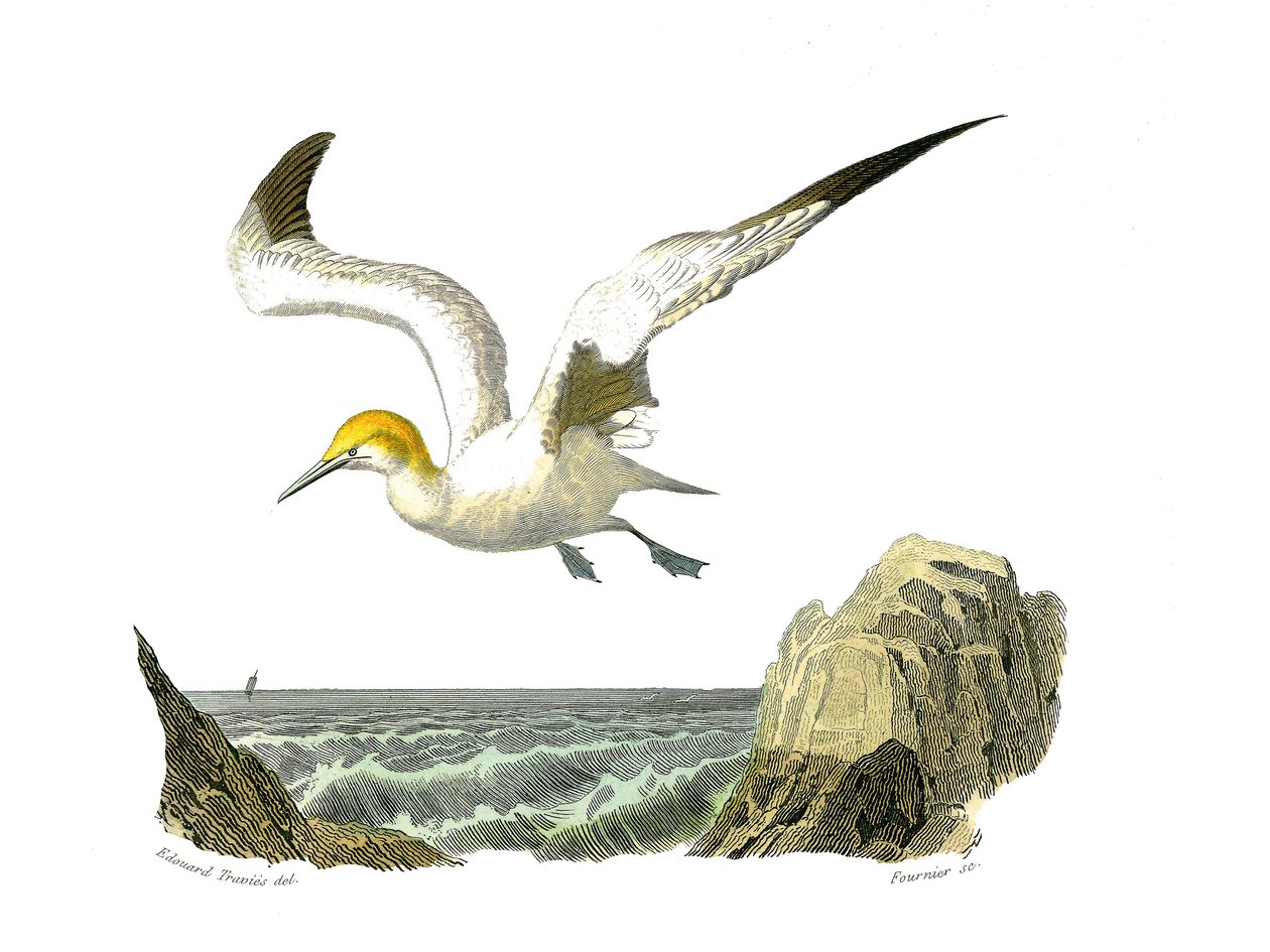 Naturhistorisk bestyrelse: Zoologisk bestyrelse, der repræsenterer totipalmer (fiskeri under vandet). Bassan. Tavle tegnet fra de ni bind om fugle i "" Works complete of Buffon""" skrevet af naturforskeren Georges Louis Leclerc, greve af Buffon (1707-1788) af Edouard Travies