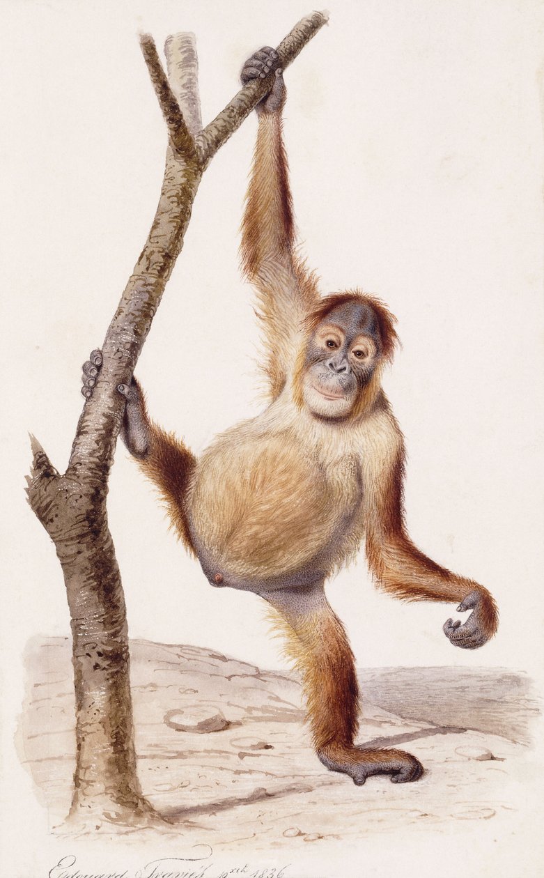 Orangutang, 1836 af Edouard Travies