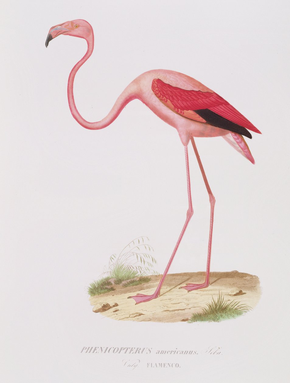 Phenicopterus americanus (Flamenco) (sic) indgraveret af Fournier, pub. af Bougeard af Edouard Travies