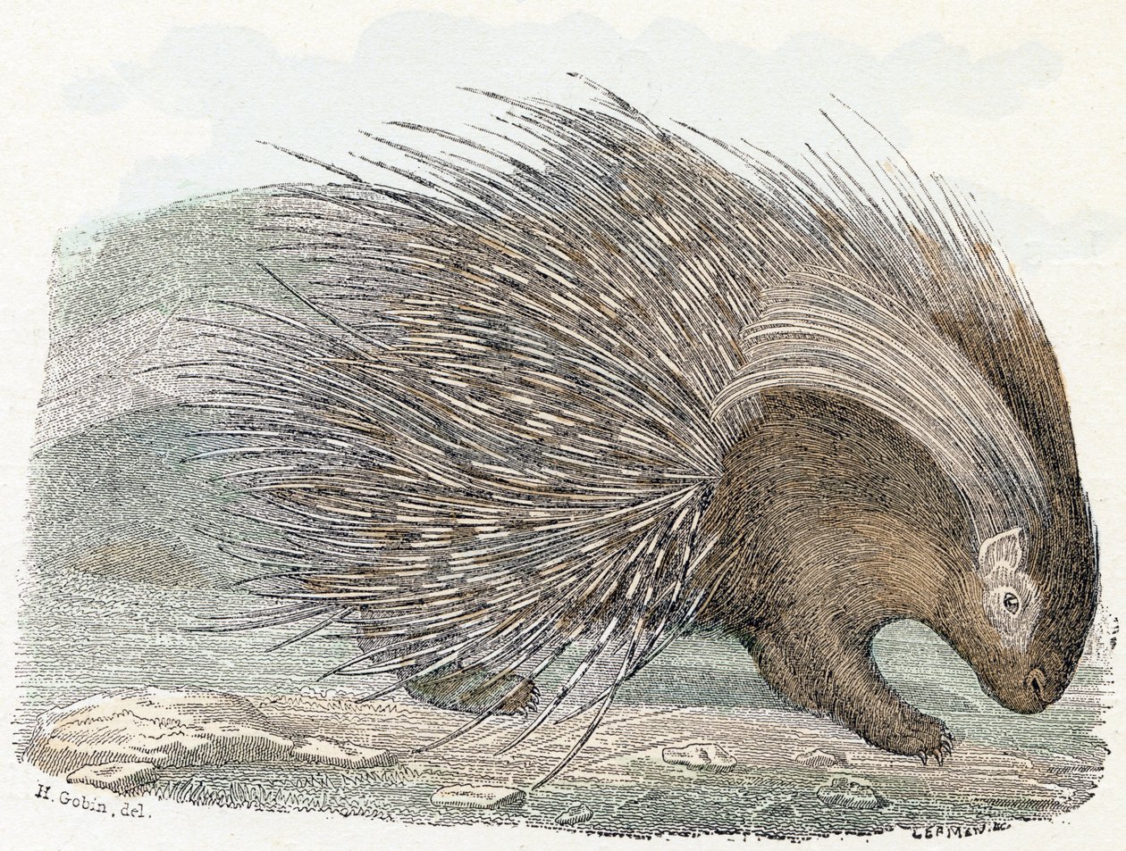 Svinekødsepos (porc-epos) - "Alfabet illustrerer dyr" 1800-tallet (gravering) af Edouard Travies