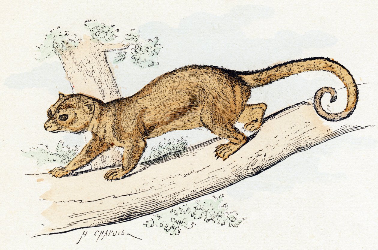 Quincajou (eller Wolverine eller Kinkajou) (potos) - "Alfabet illustrerer dyr" 1800-tallet (gravering) af Edouard Travies