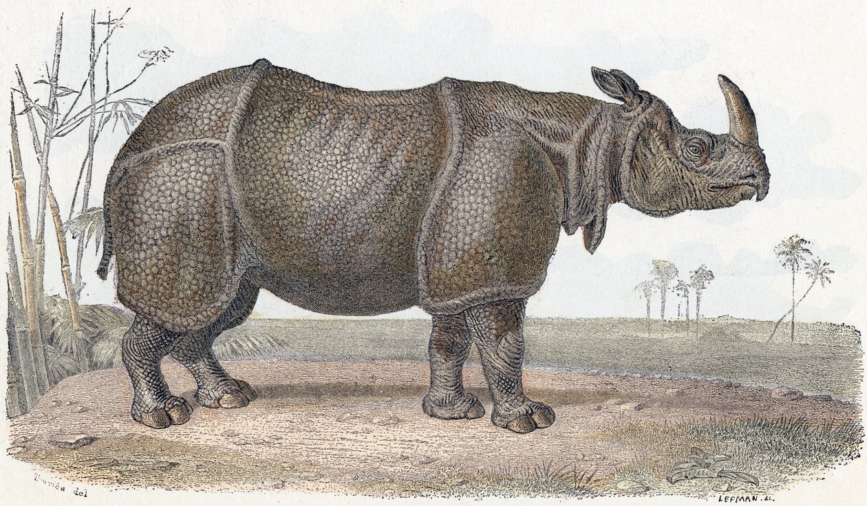 Rhinoceros - "Alfabet illustrerer dyr" 1800-tallet (gravering) af Edouard Travies