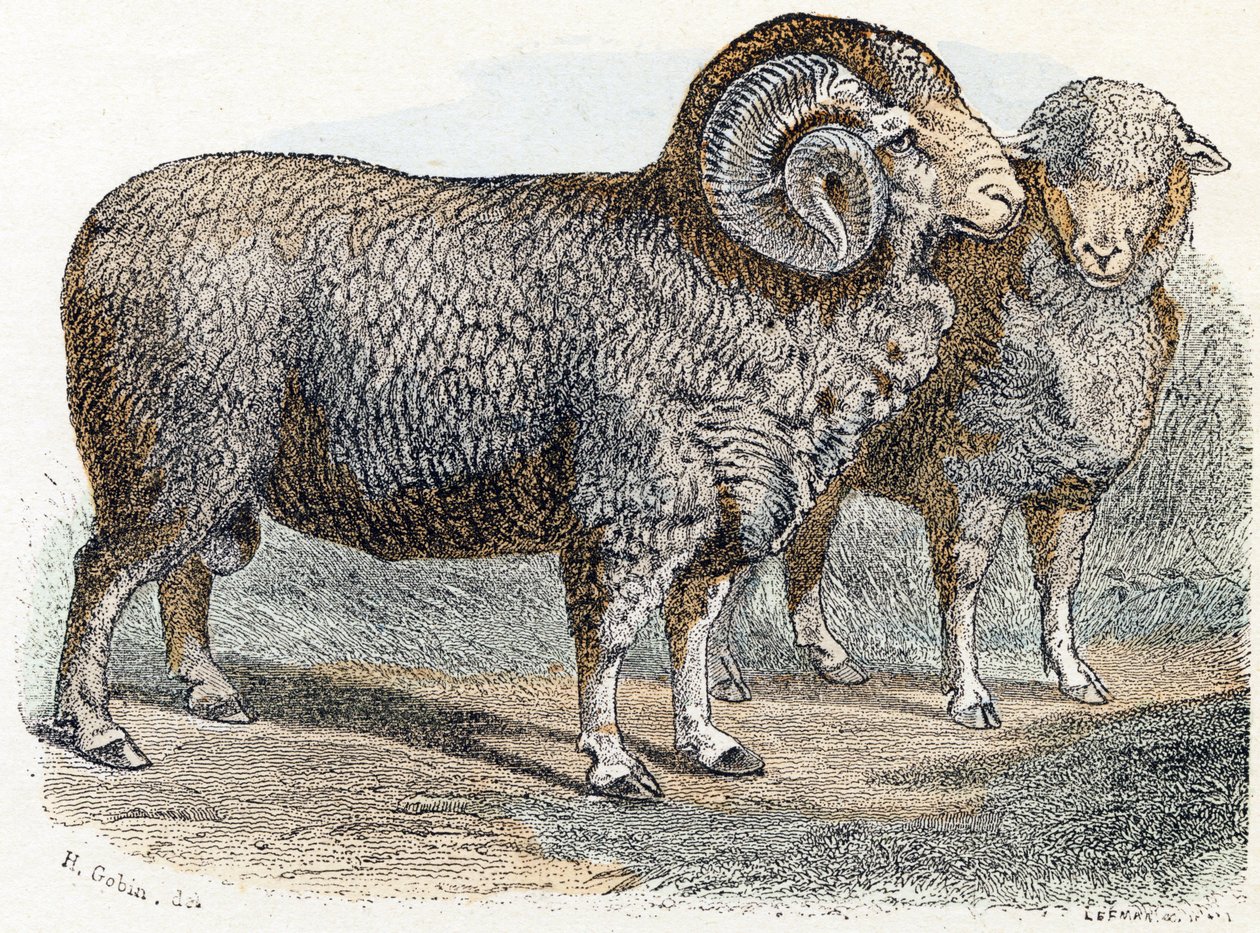 Får- "Alfabet illustrerer dyr" 1800-tallet (gravering) af Edouard Travies