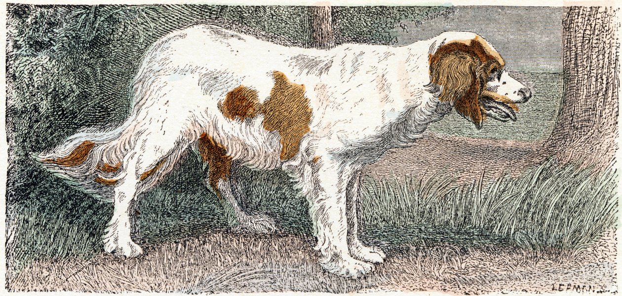 Spagneul (hund)- "Alfabet illustrerer dyr" 1800-tallet (gravering) af Edouard Travies
