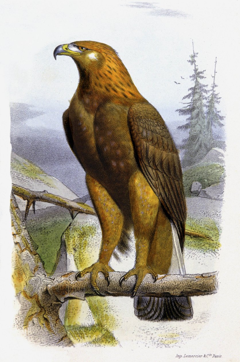 Den gyldne ørn, ca. 1850 (litografi) af Edouard Travies