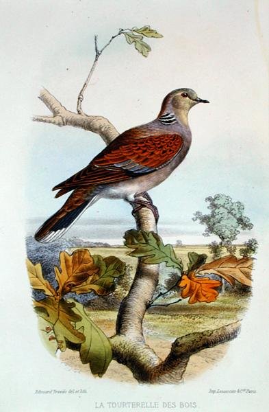 Turtelduen (farve litho) af Edouard Travies