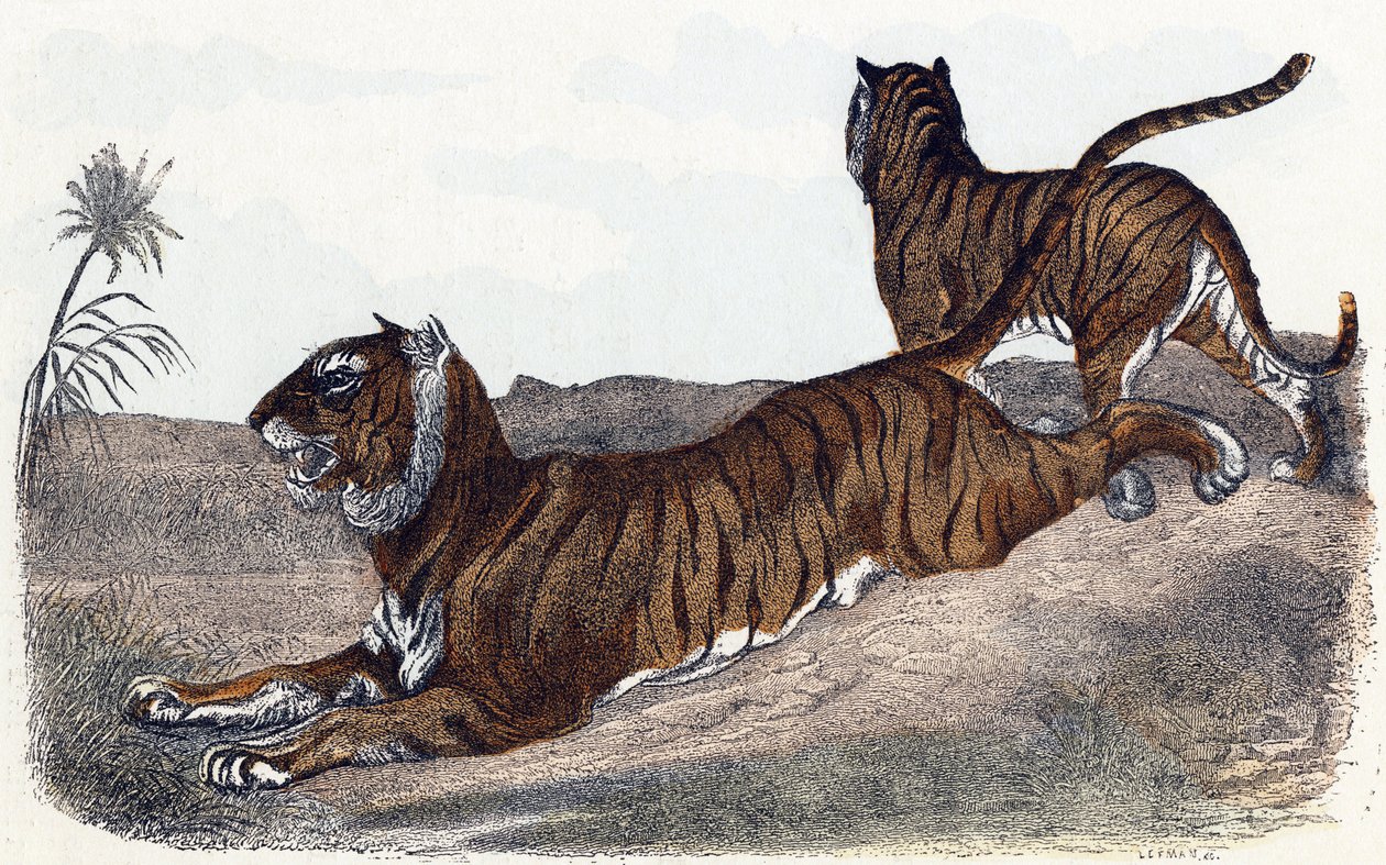 Tigre - "Alfabet illustrerer dyr" 1800-tallet (gravering) af Edouard Travies