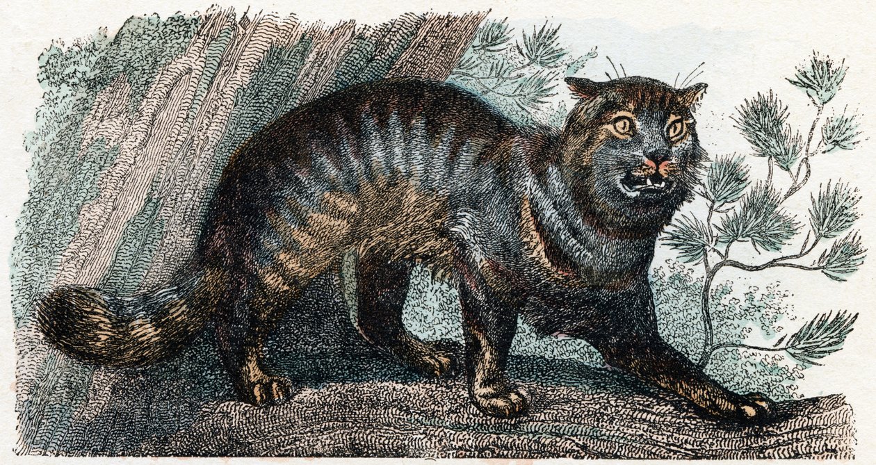 Vild kat - "Alfabet illustrerer dyr" 1800-tallet (gravering) af Edouard Travies