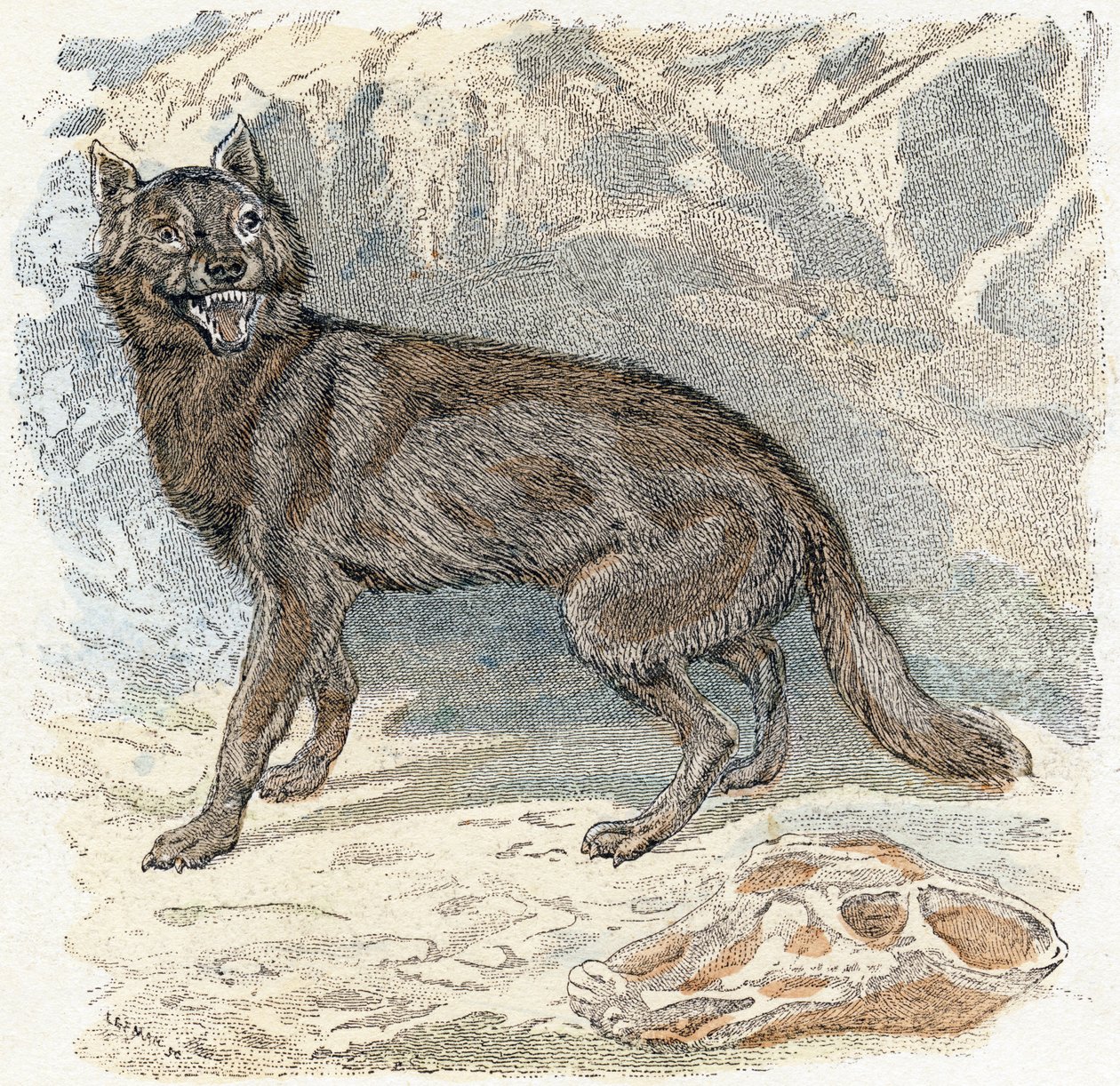 Wolf- "Alfabet illustrerer dyr" 1800-tallet (gravering) af Edouard Travies
