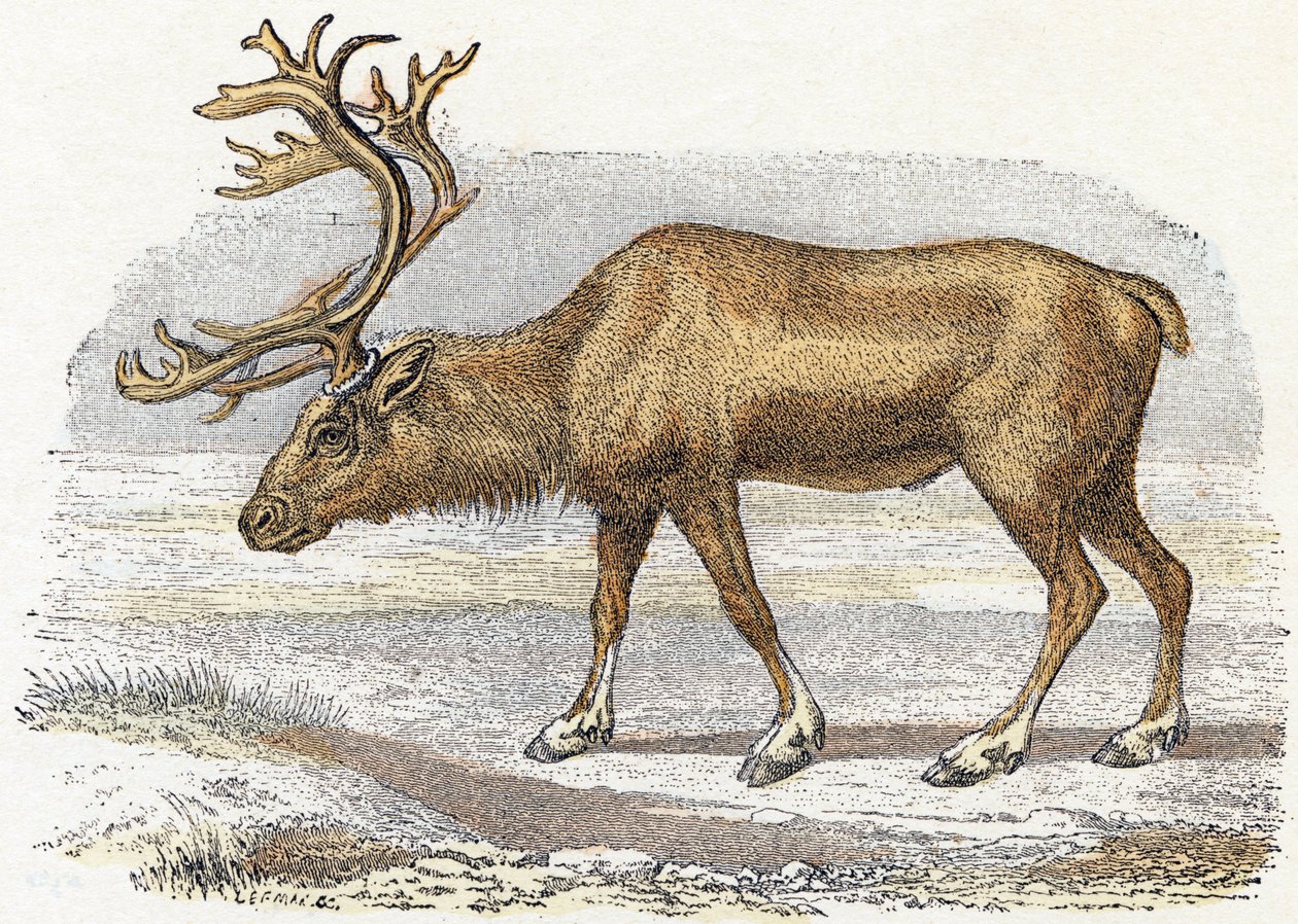 Xandarus - "Alfabet illustrerer dyr" 1800-tallet (gravering) af Edouard Travies