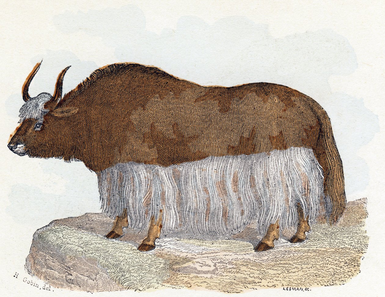 Yack (yak) - "Alfabet illustrerer dyr" 1800-tallet (gravering) af Edouard Travies