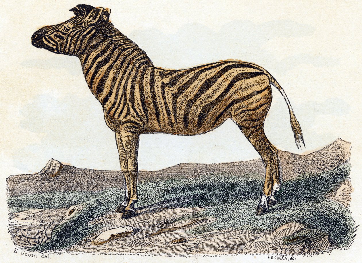 Zebra - "Alfabet illustrerer dyr" 1800-tallet (gravering) af Edouard Travies