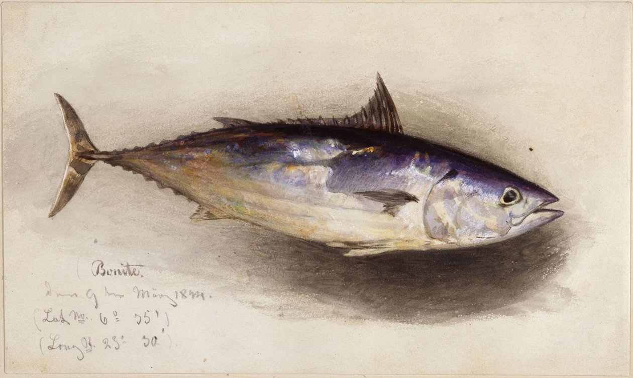 Fiskestudie (bonitotun) af Eduard Hildebrandt