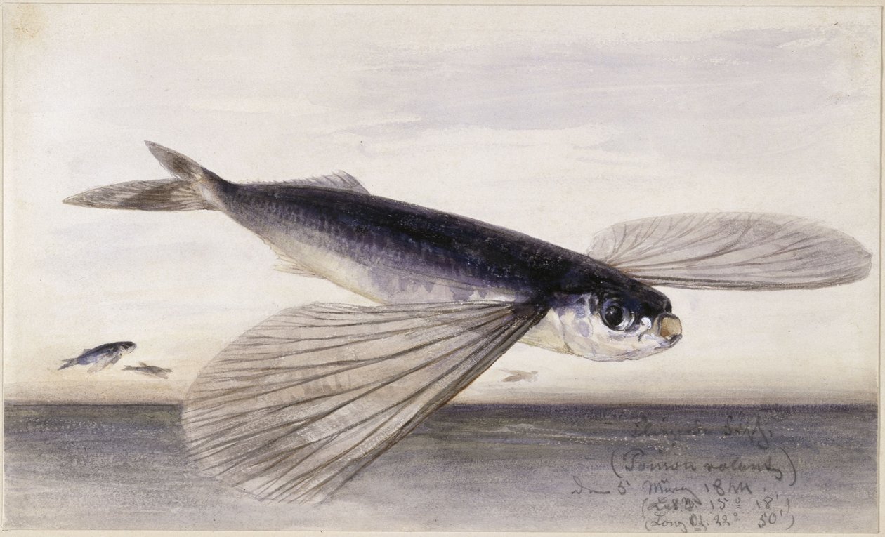 Undersøgelser af fisk (flyvefisk) af Eduard Hildebrandt