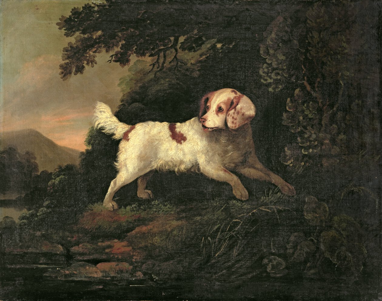 Studie af Clumber Spaniel i skovklædt flodlandskab af Edward Cooper