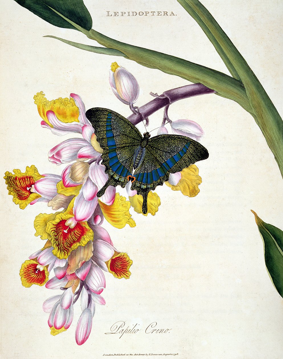 Butterfly: Papilo Crino pub. af kunstneren, 1798 af Edward Donovan