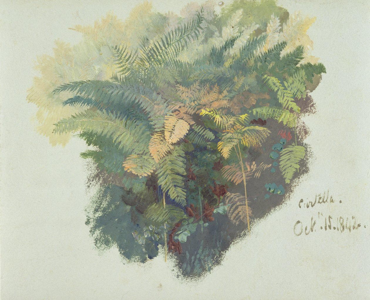 A Study of Ferns, Citivella, 1842, (olie på gråt vævet papir) af Edward Lear