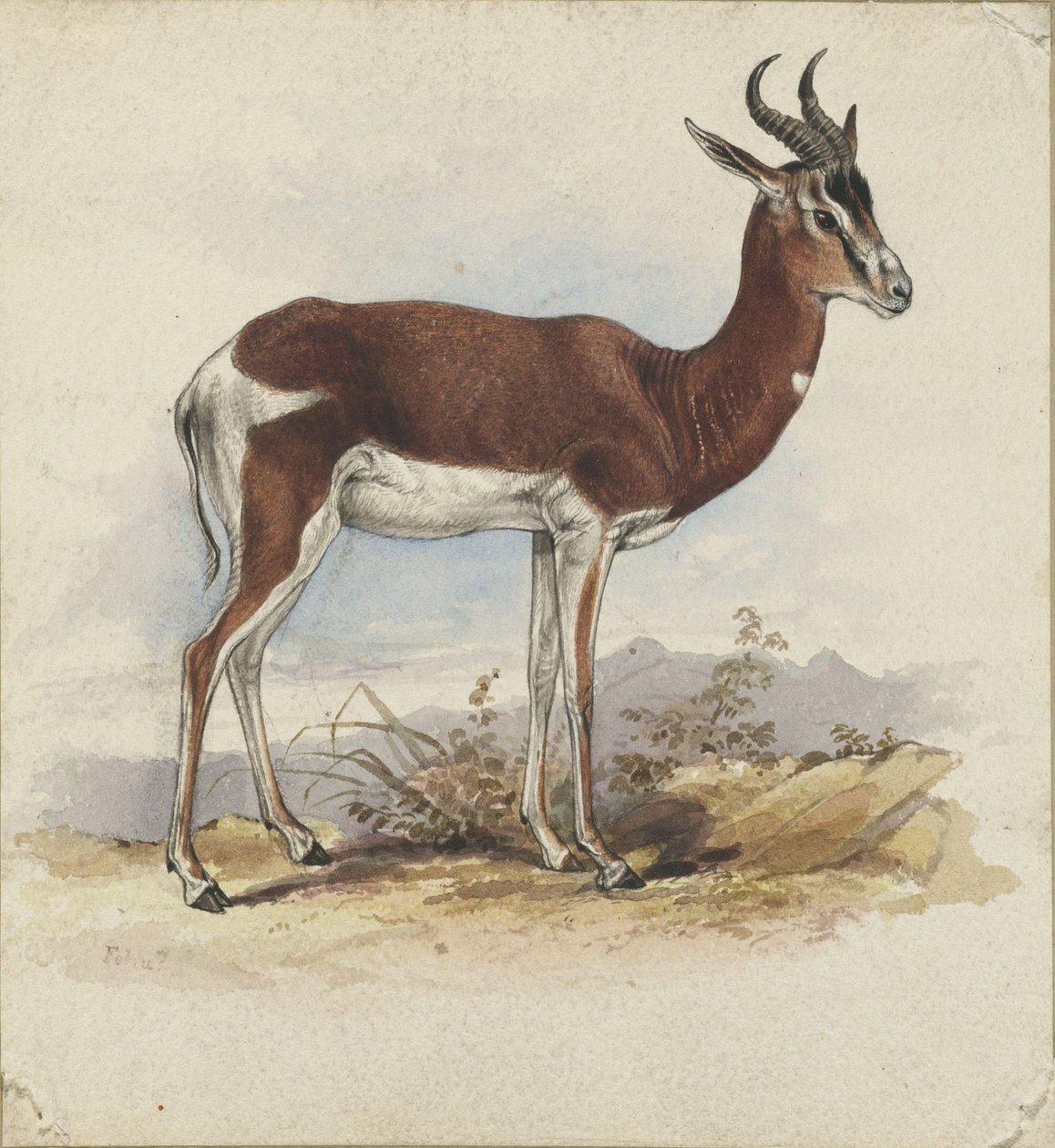 En antilope af Edward Lear