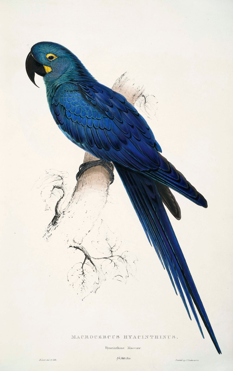 Anodorhynchus leari af Edward Lear