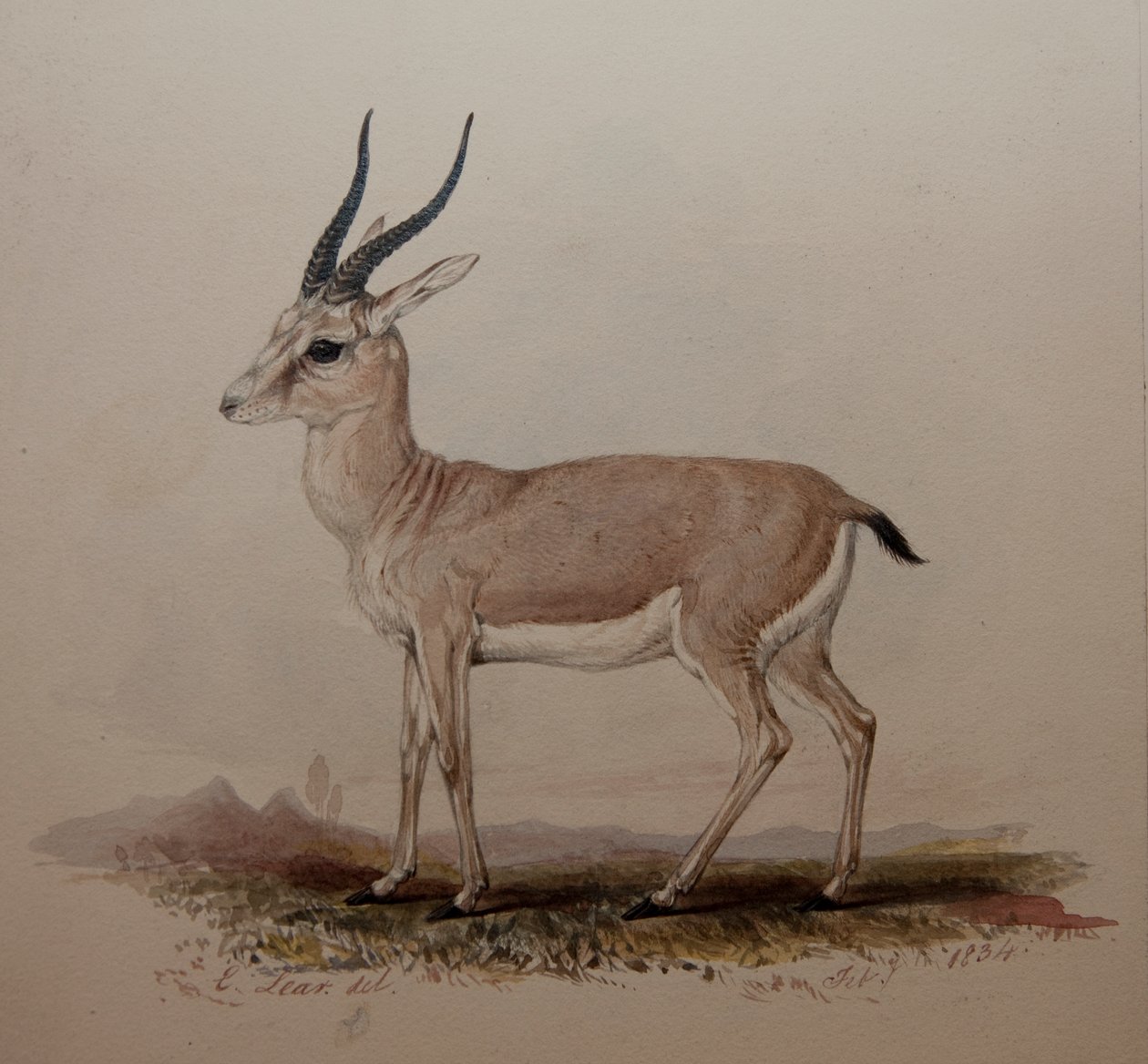 Antilope, 1834 af Edward Lear
