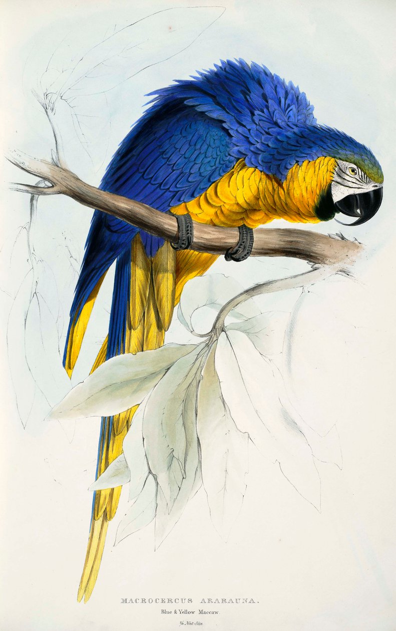 Ararauna rute af Edward Lear