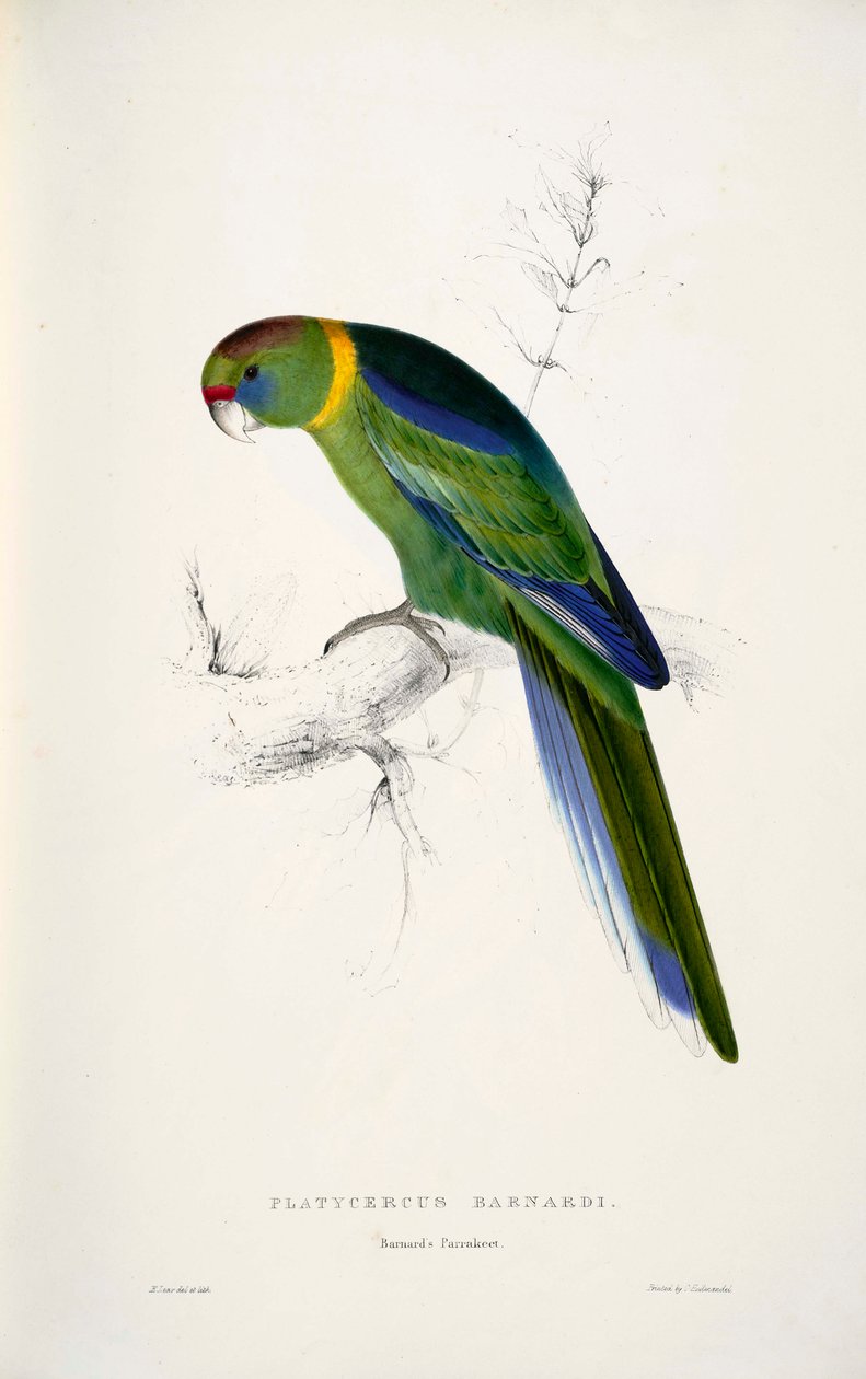 Barnardius zonarius af Edward Lear