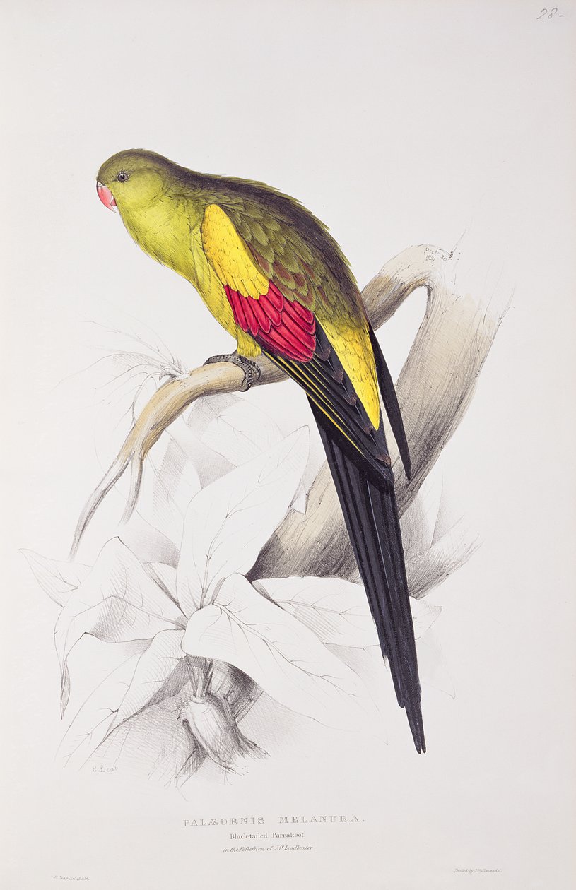 Sorthalet parakit af Edward Lear
