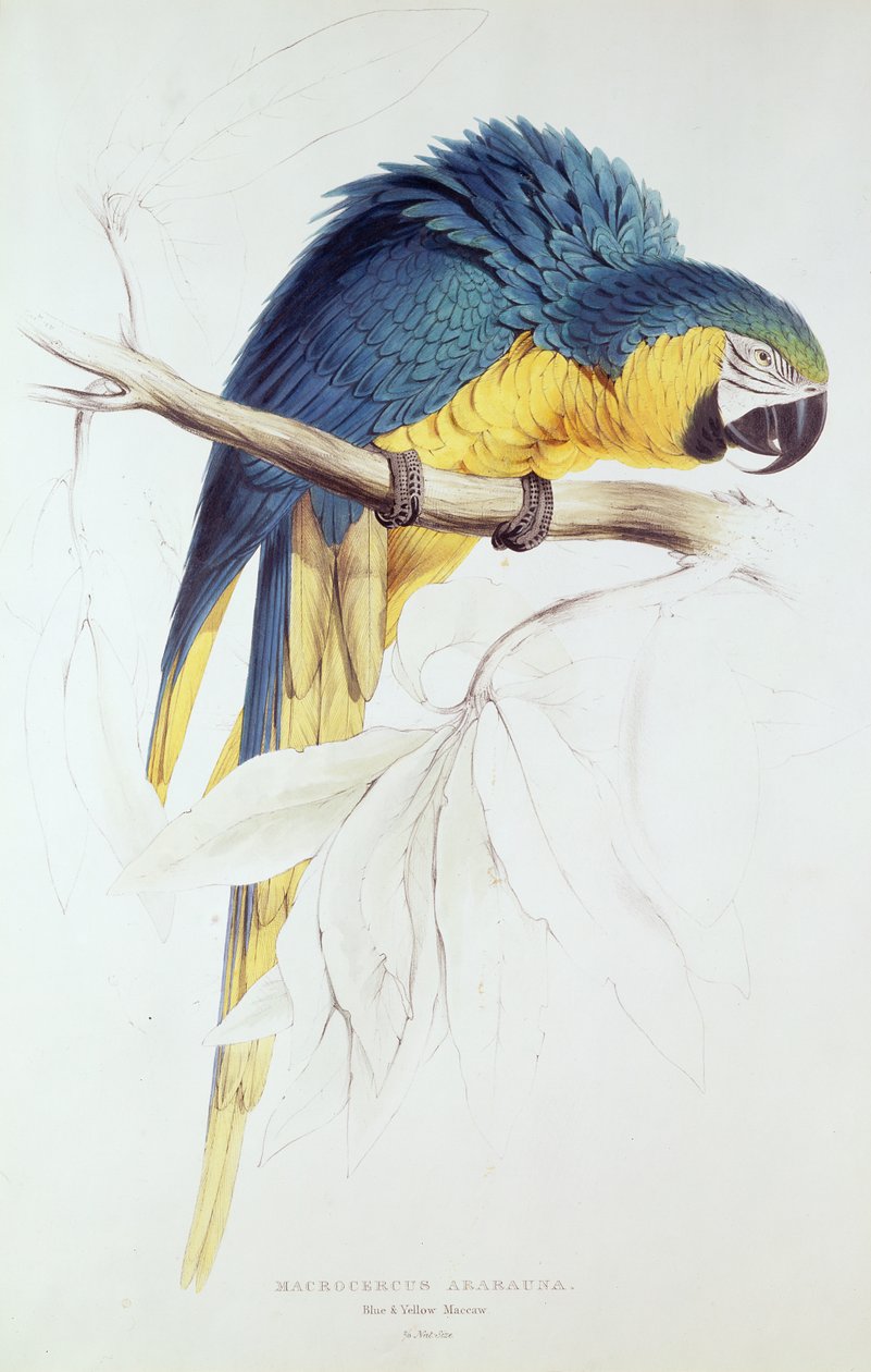 Blå og gul ara (farvegravering) af Edward Lear