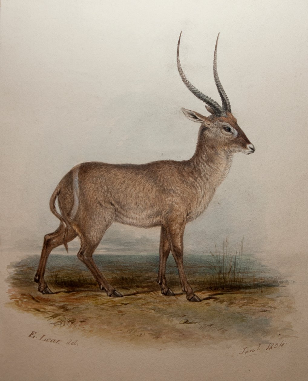 Bohor Reedbuck, 1834 af Edward Lear