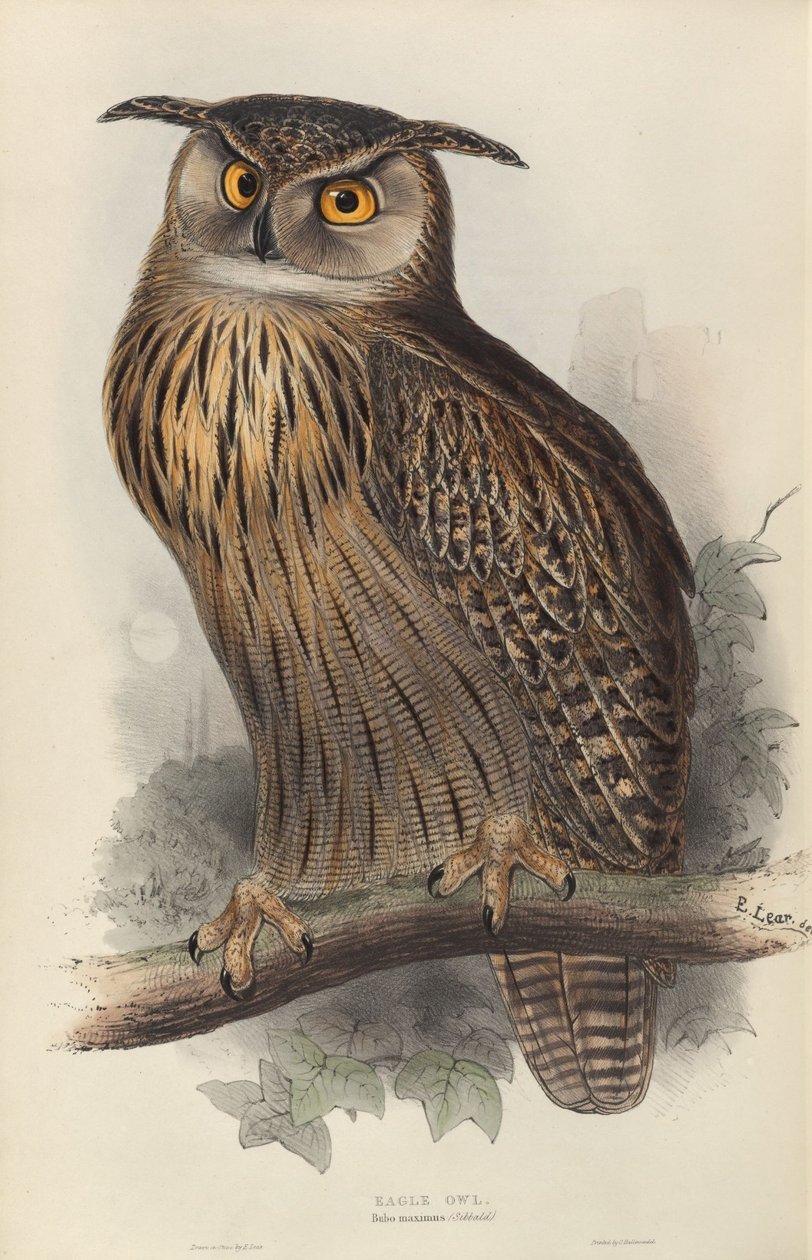 Bubo maximus af Edward Lear