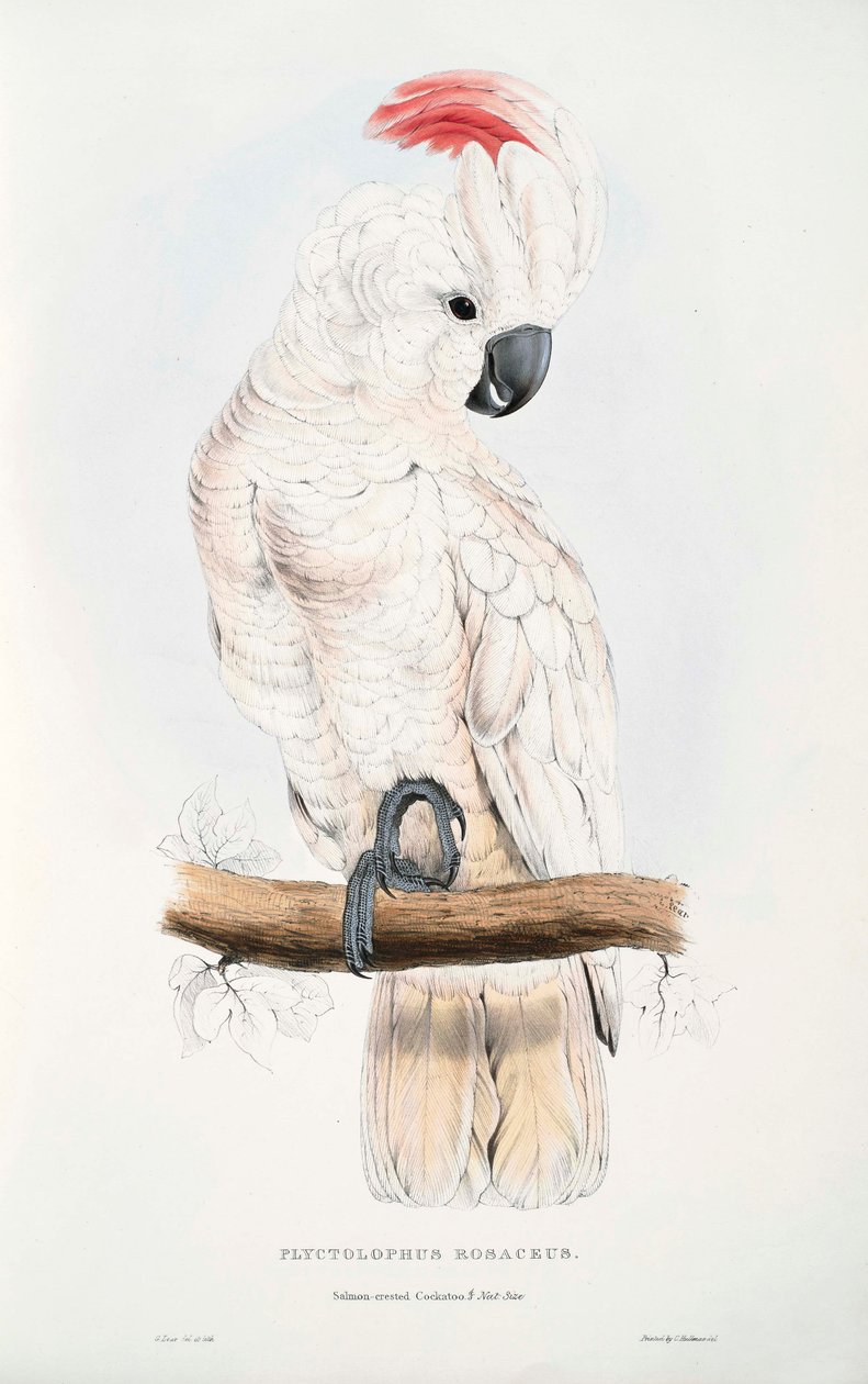 Cacatua moluccensis af Edward Lear