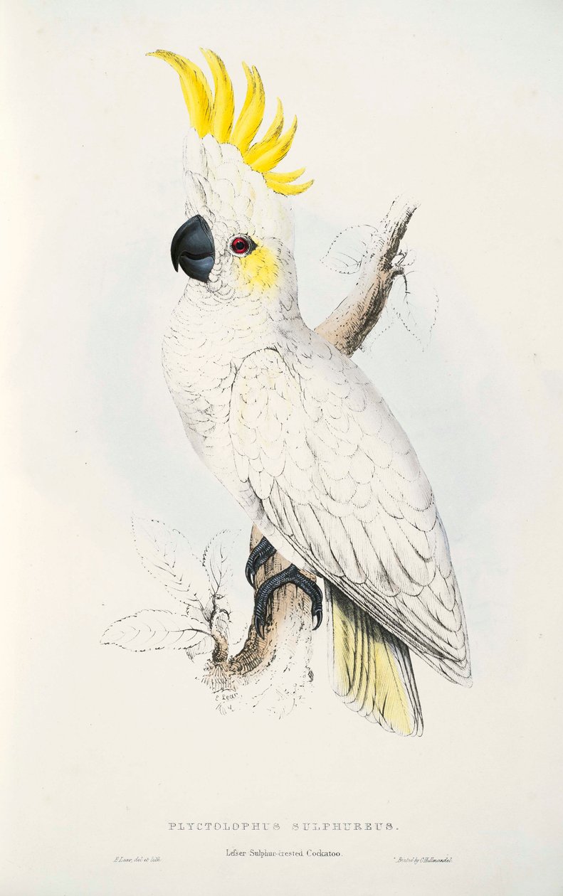 Cacatua sulphurea af Edward Lear
