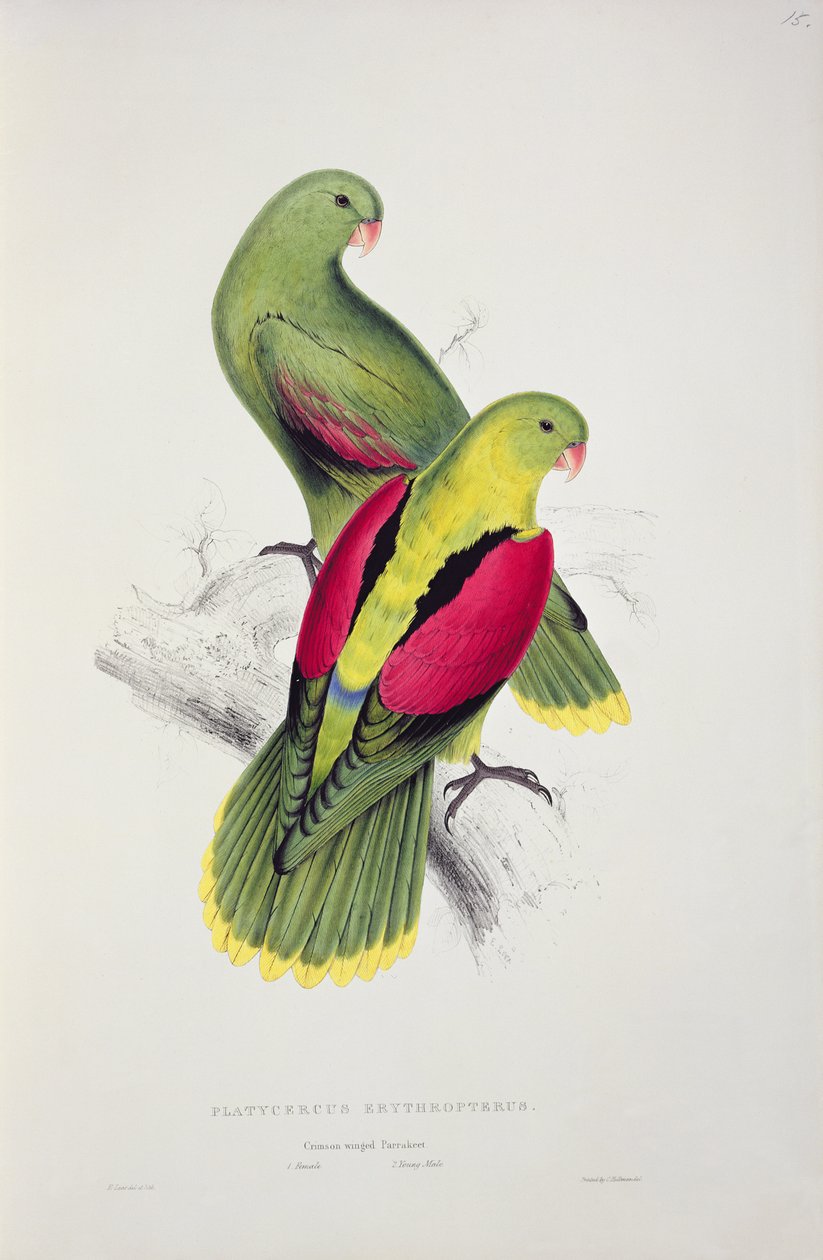 Crimson-Winged Parakit af Edward Lear