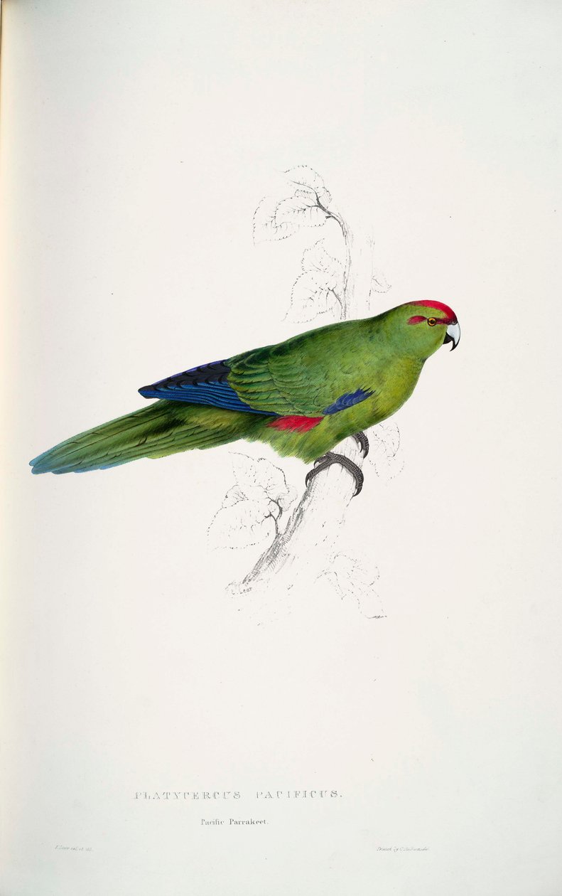 Cyanoramphus niloticus af Edward Lear