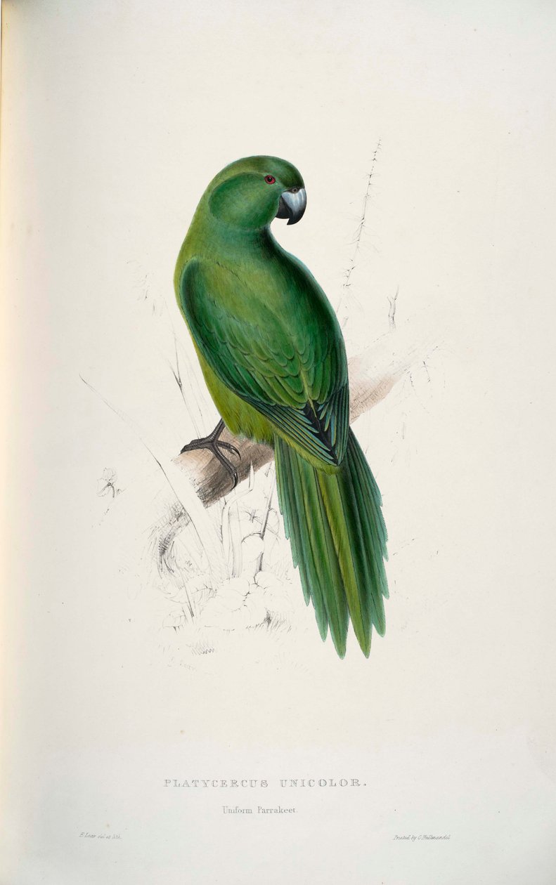 Cyanoramphus unicolor af Edward Lear
