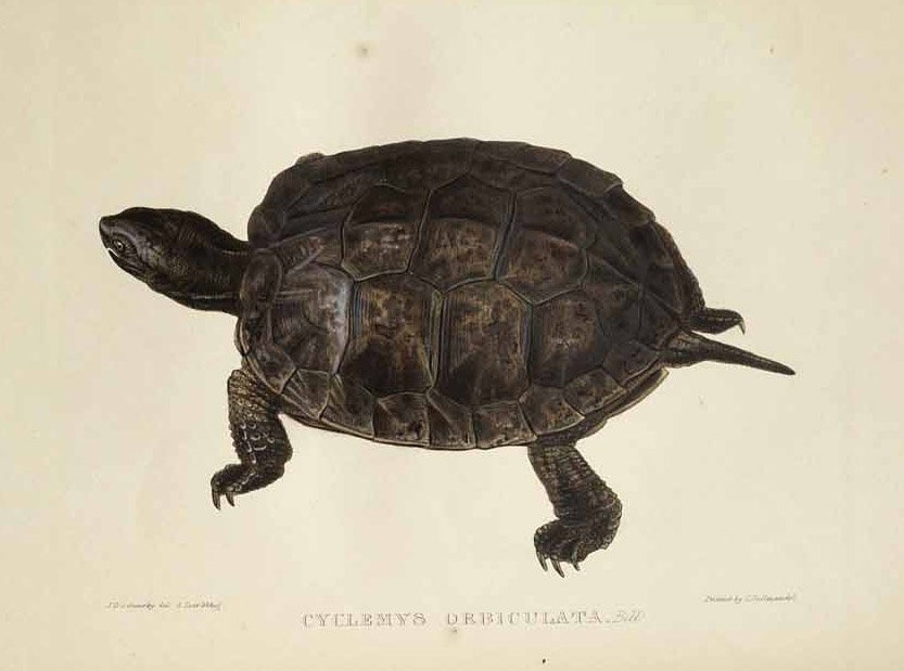 Cyclemys orbiculata af Edward Lear