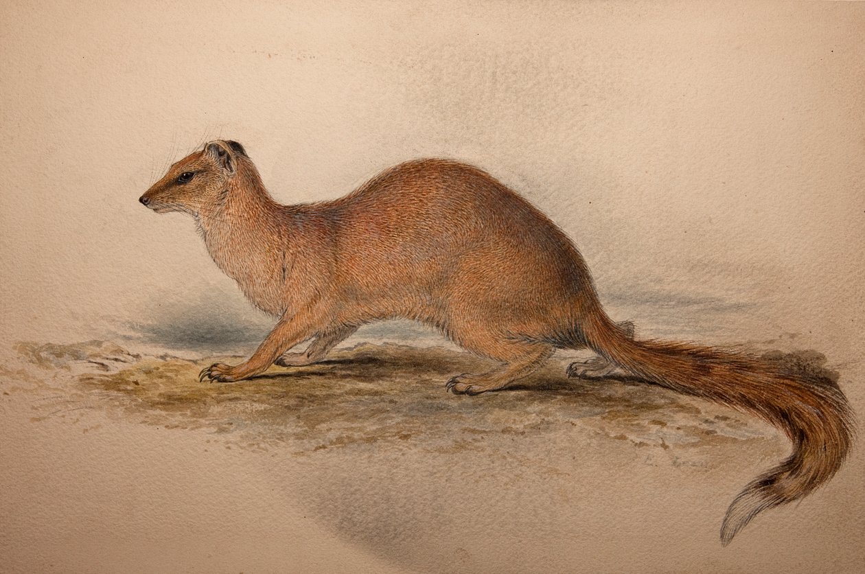 Cynictis steedmanii, ca. 1835 af Edward Lear