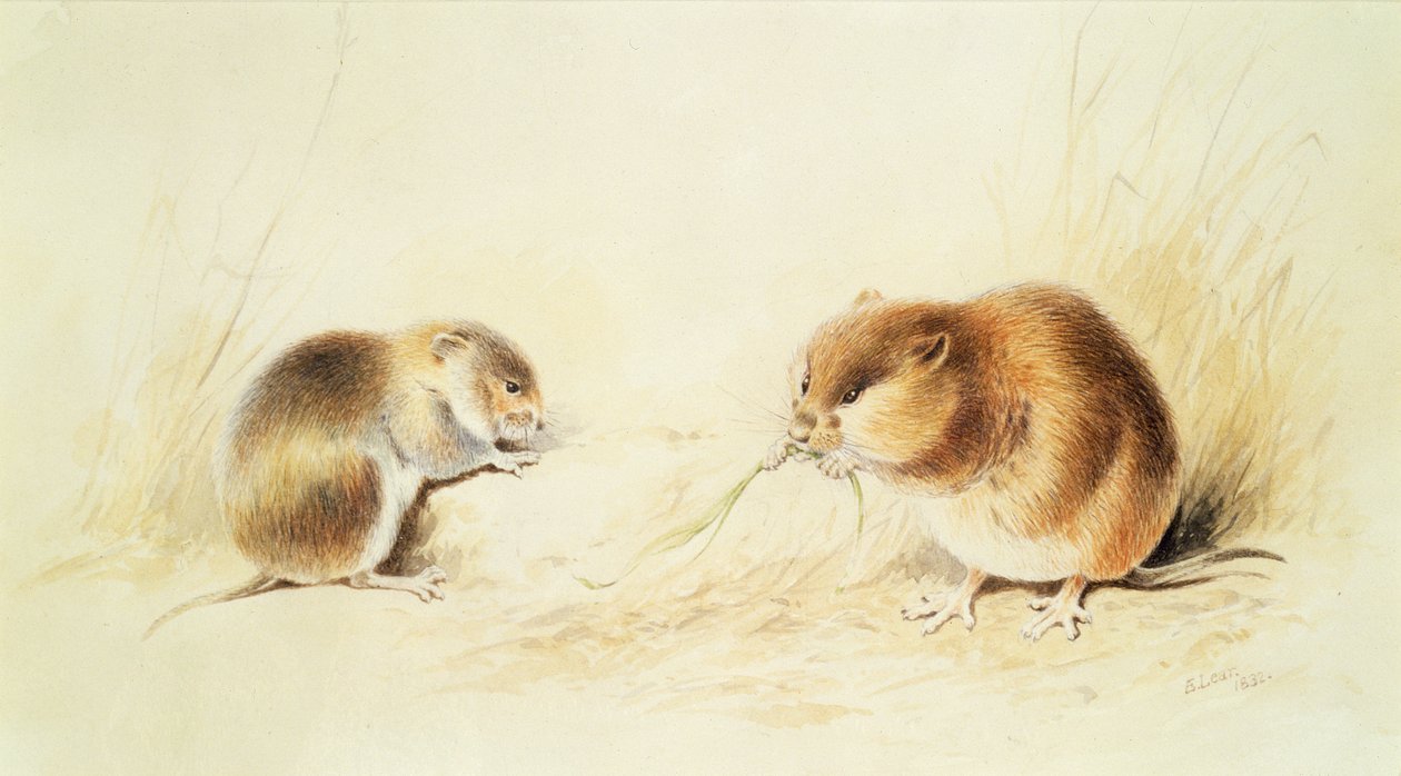 Dormus, 1800-tallet af Edward Lear