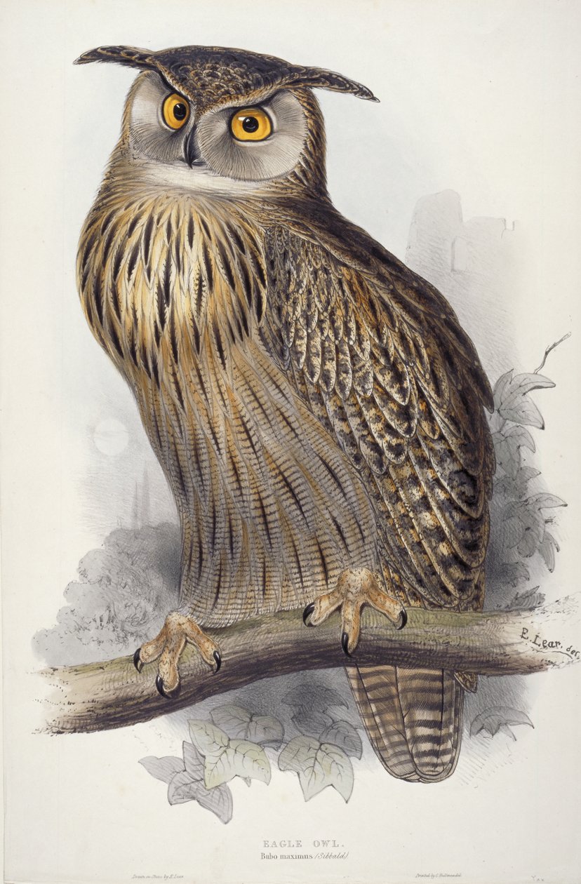 Ørneugle. Bubo maximus, 1832-1837 af Edward Lear