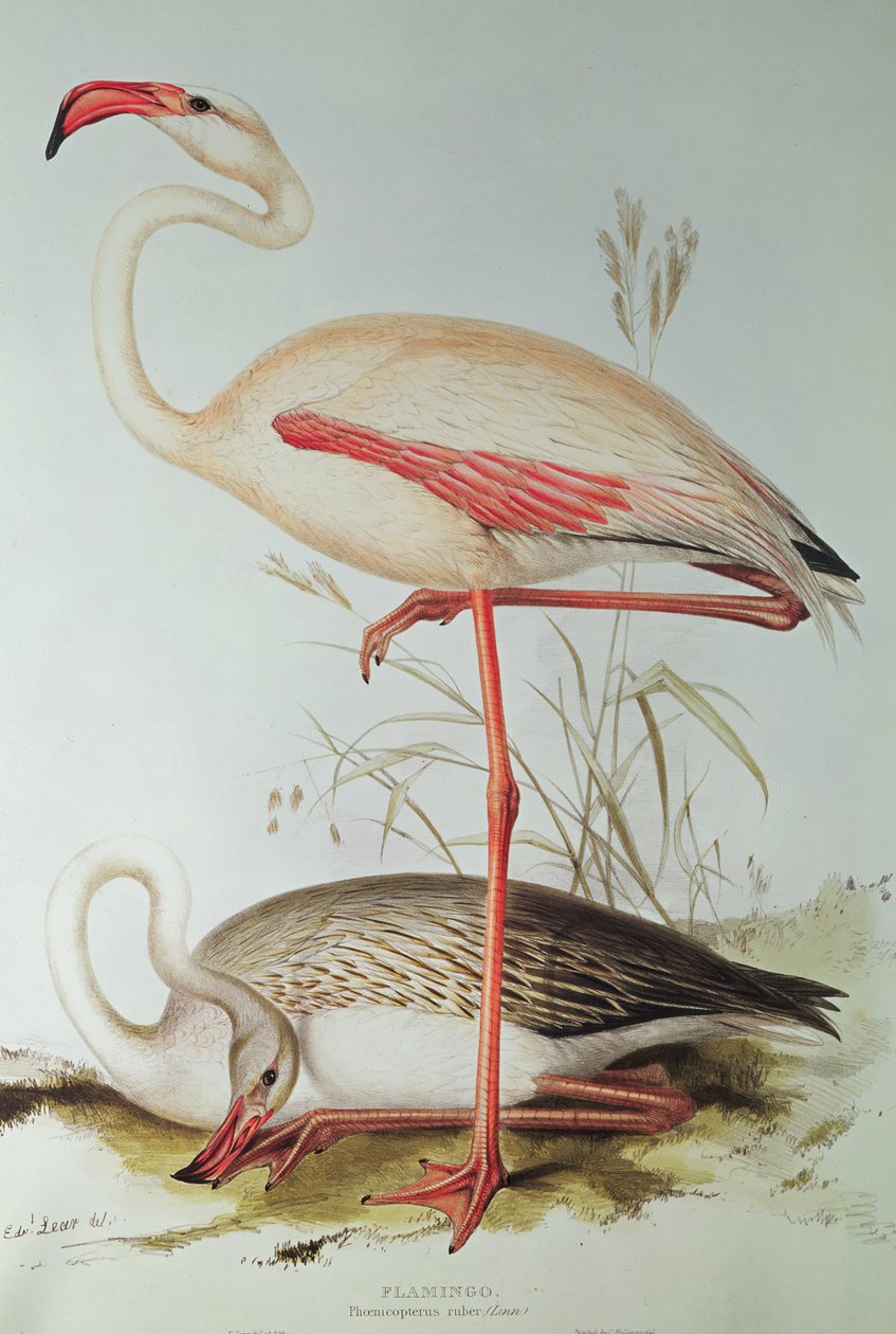 Flamingo af Edward Lear