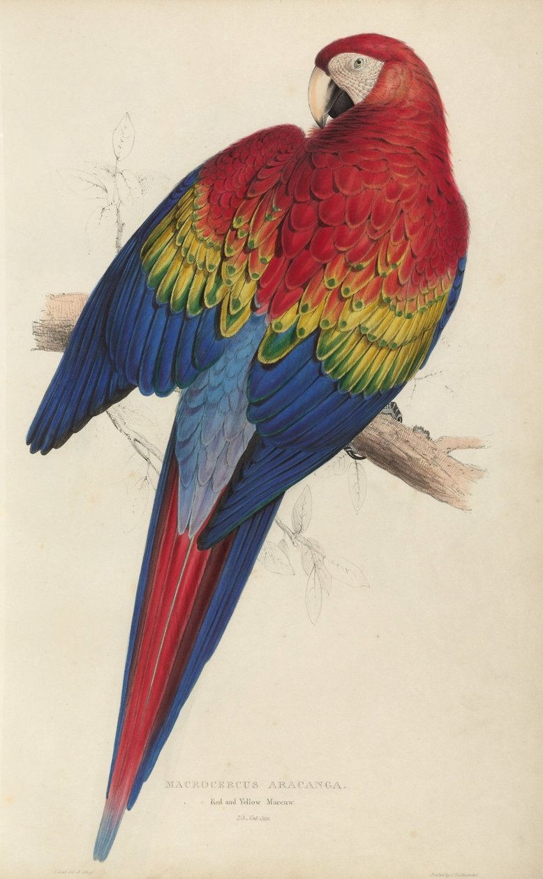 Illustrationer af familien Psittacidœ, eller papegøjer, plade 7 af Edward Lear